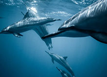 爱游戏-【球星集锦】库里17-18赛季精彩集锦：场均26.4+5.1+6.1！